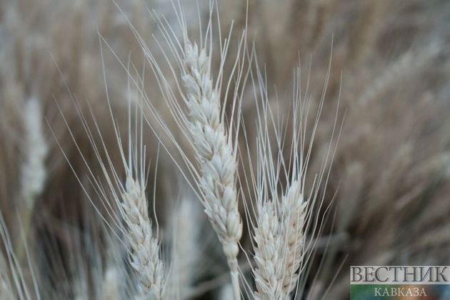 Ставропольские аграрии пересеют часть полей с зерновыми