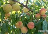 Дагестан примет фестиваль абрикосов
