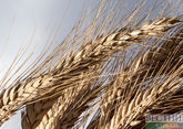 Россия вернется в зерновую сделку, если…