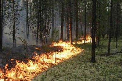&quot;Гринпис&quot; прогнозирует Югу России новую волну лесных пожаров