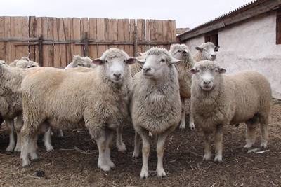 Житель Украины нелегально пригнал в Россию на продажу отару овец