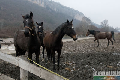 Трекеры помогли найти в Казахстане похищенный табун элитных лошадей (ВИДЕО)