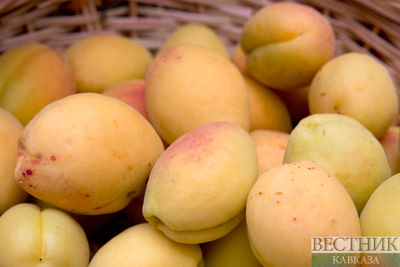 Урожай абрикосов в Дагестане вырастет на 14 тысяч тонн по сравнению с прошлым годом