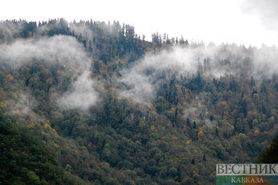 Близ Тбилиси горит 5 га леса