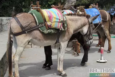 В Крым переедут бизоны, зебры и лошади Пржевальского